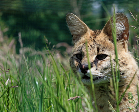 進口活動物、瀕危物種引進_代理報關|進口清關|國際物流|國際運輸|國際貨運代理|北京揚睿國際貨運代理有限公司